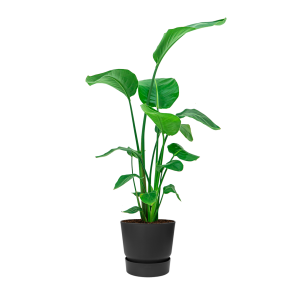 strelitzia20nicolai20medium20in20elho20greenville20round202520cm20-20zwartpng