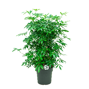 schefflera20arboricola20vertakt20l12png
