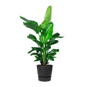 strelitzia20nicolai20in20elho20greenville20sierpot20-20antracietpng