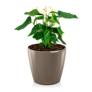 anthurium20wit20medium20in20watergevende20classico20s20-20taupepng