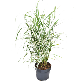 arundo-donax-versicolorpng