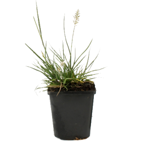 pennisetum-alopecuroides-little-honeypng