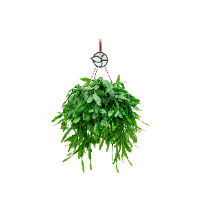 rhipsalis20crispata20121png
