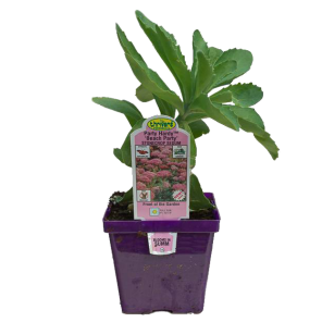 sedum-beach-partypng