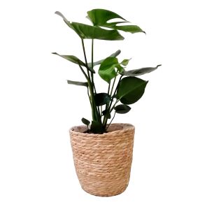 monstera-gatenplant-in-mand0441cdjpg