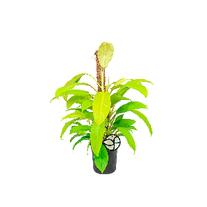 philodendron20mailay20gold20logo-20webpng