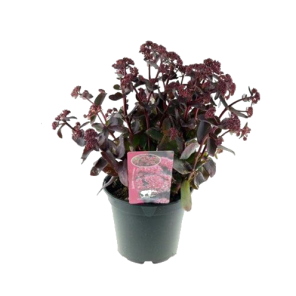 sedum-jose-auberginepng