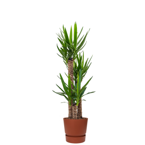 yucca-in-pot-bruin53697dpng