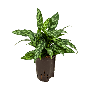 aglaonema-maria-mpng