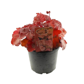 heuchera-peach-flambepng