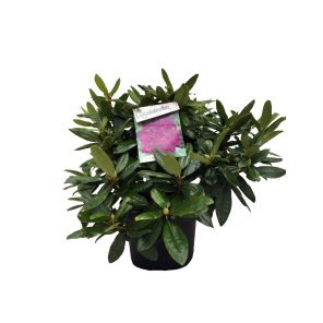 rhododendron-hybr-azurropng