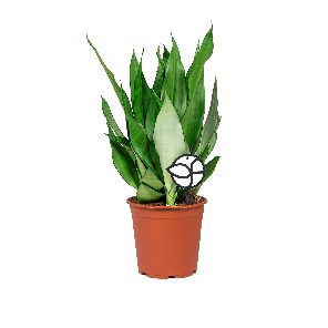 sansevieria20moonshine20m20logo-20webpng