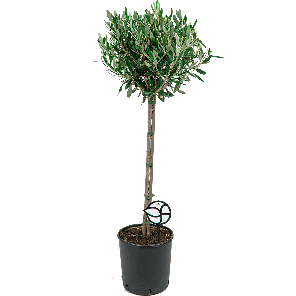 olijfboom20op20stam20l20logo-20webpng