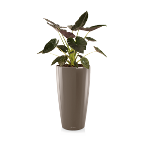 alocasia20wentii20large20in20watergevende20pot20rondo20m20lechuza20-20taupepng