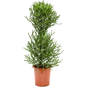 4eutikk13png