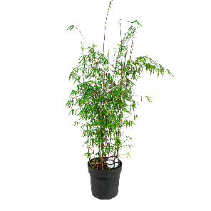 fargesia20murieliae20m2012png