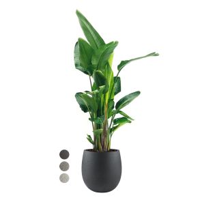 strelitzia-in-luca-lifestyle-balloon-m-42-cm-black8212e8jpg