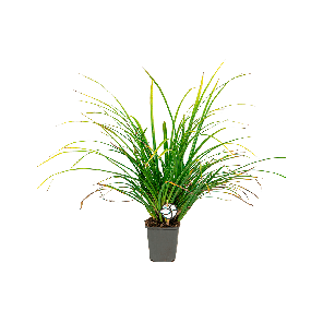 carex20morrowii20variegata2012png