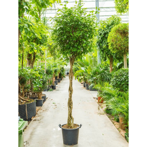 ficus-exotica-stam-gevlochten7c0058png