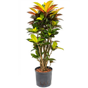 1cricvt09png