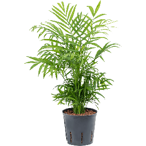 2cheltu10png