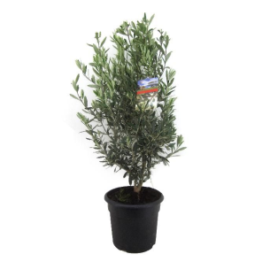 fileac0bd9png