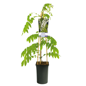 wisteria-sinensis-alba-witte-regenpng