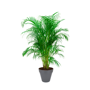 palm20areca20l20in20elho20urban20loft203020cm20-20antraciet1png