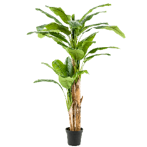 bananen-boom-210cmaa8bdapng