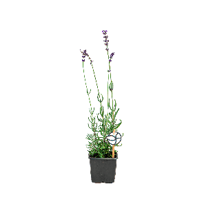 lavandula20angustifolia20hidcote20s202012png