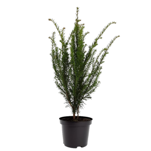 taxus-baccata-40-60png