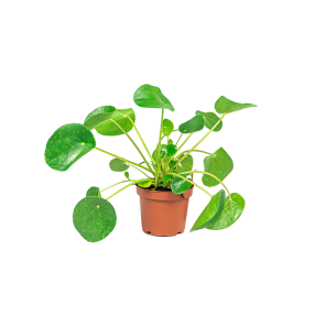 webpilea20pannenkoekplant201png