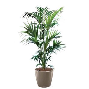 kentia-classico-pot-taupebc3d04jpg