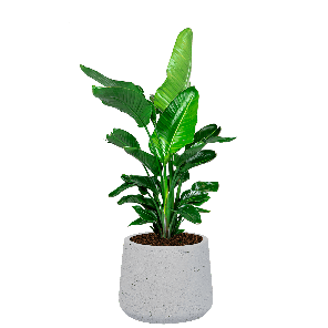 strelitzia20nicolai20in20rugged20patt20xxl20-20white20washedpng