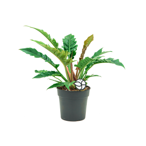 webphilodendron20narrow201png