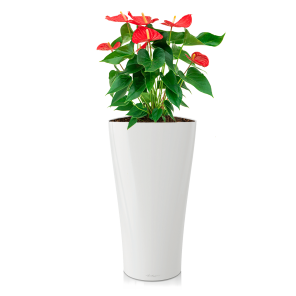 anthurium20rood20large20in20watergevende20delta20m20witpng