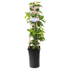 trachelospermum20pink20air20roze20toscaanse20jasmijn1-2png trachelospermum20pink20air20roze20toscaanse20jasmijn1-2png