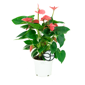 webanthurium20roze20l20logo1png