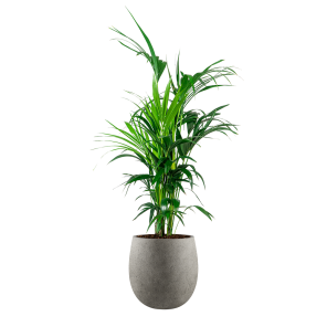 kentia20palm20large20in20luca20lifestyle20balloon20s20concrete20-20grijspng