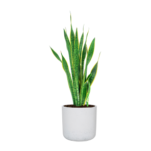 sansevieria20laurentii20in20rugged20charlie20l20witpng
