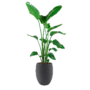 strelitzia20l20in20tall20balloon20antracietpng