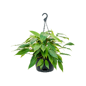 4phmiha29png