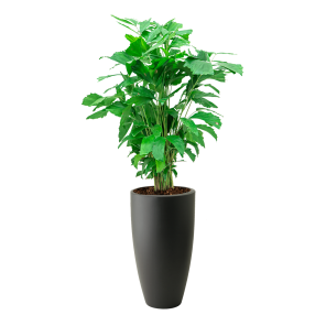 caryota20mitis20m20in20elho20pure20soft20high203020cm20-20antracietpng