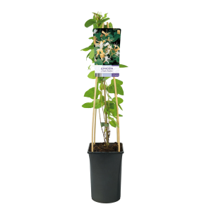 lonicera-japonica-halls-prolificpng