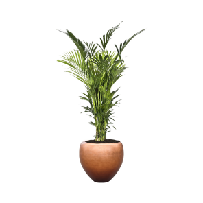 kentia-xxl-pot-copper429fbdpng