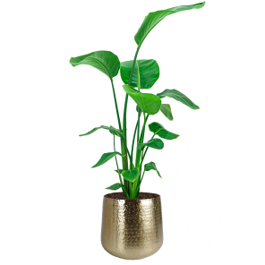 strelitzia20nicolai20m20nieuwe20potpng