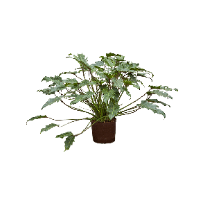 1phxatu20201png