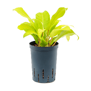1phmgbp15png