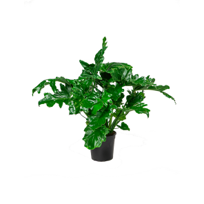 webphilodendron20selloum20wide1png