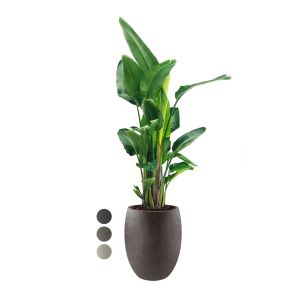 strelitzia-nicolai-xxl-in-luca-lifestyle-tall-ballb2fb59jpg
